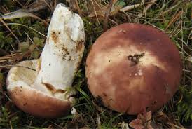 Attēlu rezultāti vaicājumam “Russula vesca”
