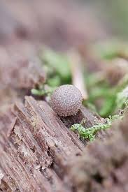 Attēlu rezultāti vaicājumam “Lycogala confusum macro”