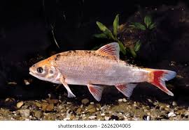 Attēlu rezultāti vaicājumam “Leuciscus idus”