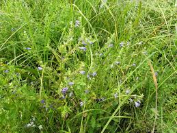 Attēlu rezultāti vaicājumam “Scutellaria galericulata leaf”