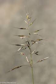 Attēlu rezultāti vaicājumam “Helictotrichon pubescens”