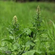 Attēlu rezultāti vaicājumam “Chenopodium bonus-henricus”