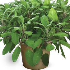 Image result for Salvia officinalis