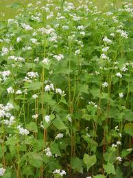 Attēlu rezultāti vaicājumam “Fagopyrum esculentum fruit”