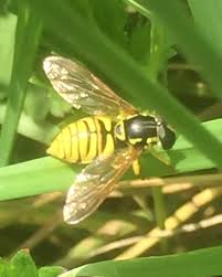 Attēlu rezultāti vaicājumam “Chrysotoxum sp.”