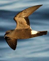 Image result for Oceanodroma castro