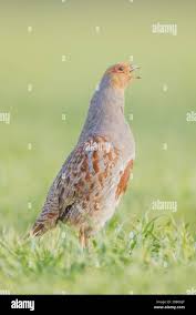 Attēlu rezultāti vaicājumam “Perdix perdix adult”