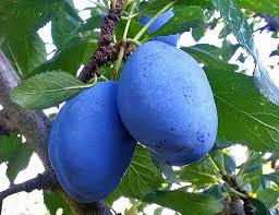 Attēlu rezultāti vaicājumam “Prunus domestica subsp. insitita fruit”