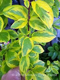 Attēlu rezultāti vaicājumam “Cornus sericea”