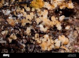 Attēlu rezultāti vaicājumam “Hemitrichia clavata”