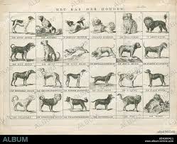 Attēlu rezultāti vaicājumam “Canis lupus familiaris”