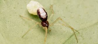 Attēlu rezultāti vaicājumam “Neottiura bimaculata”