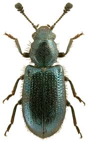 Attēlu rezultāti vaicājumam “Necrobia violacea”