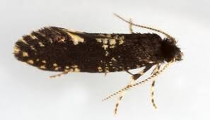 Attēlu rezultāti vaicājumam “Psychidae”