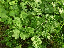 Attēlu rezultāti vaicājumam “Cardamine impatiens leaf”