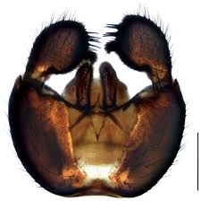 Attēlu rezultāti vaicājumam “Sciara analis”