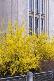 Attēlu rezultāti vaicājumam “Forsythia suspensa flower”