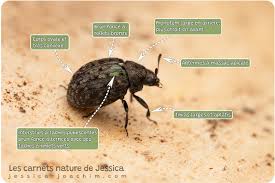 Attēlu rezultāti vaicājumam “Cytilus sericeus”