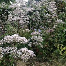 Attēlu rezultāti vaicājumam “Valeriana officinalis leaf”