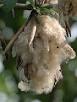 Fiber crop - Wikipedia, the free encyclopedia