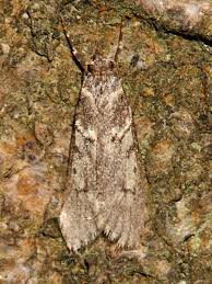 Attēlu rezultāti vaicājumam “Diurnea fagella”