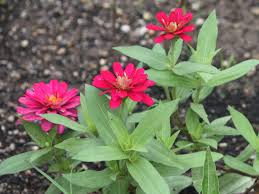 Image result for Zinnia elegans