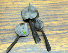 Attēlu rezultāti vaicājumam “Helvella atra”