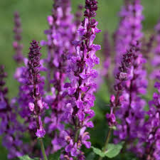 Attēlu rezultāti vaicājumam “Salvia nemorosa flower”