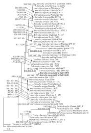 Attēlu rezultāti vaicājumam “Antrodia mellita”