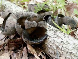 Attēlu rezultāti vaicājumam “Craterium aureum spores”