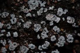 Attēlu rezultāti vaicājumam “Physarum straminipes”