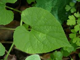 Attēlu rezultāti vaicājumam “Thladiantha dubia”