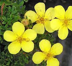 Attēlu rezultāti vaicājumam “Potentilla reptans bud”