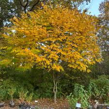 Attēlu rezultāti vaicājumam “Cladrastis kentukea”