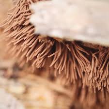 Attēlu rezultāti vaicājumam “Stemonitis splendens macro”