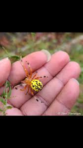 Attēlu rezultāti vaicājumam “Araneus marmoreus”