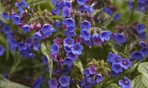 Attēlu rezultāti vaicājumam “Pulmonaria angustifolia fruit”