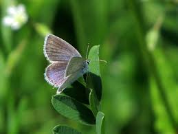 Attēlu rezultāti vaicājumam “Everes argiades underside”