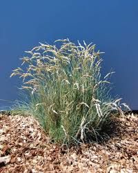 Attēlu rezultāti vaicājumam “Festuca arenaria”