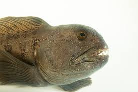 Image result for Anarhichas lupus