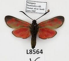 Attēlu rezultāti vaicājumam “Zygaena filipendulae”