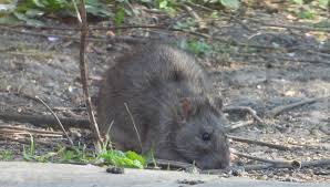 Attēlu rezultāti vaicājumam “Rattus norvegicus”