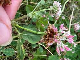 Attēlu rezultāti vaicājumam “Trifolium hybridum flower”