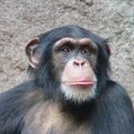 chimpanzee