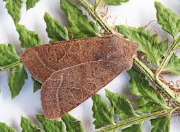 Attēlu rezultāti vaicājumam “Orthosia cerasi”