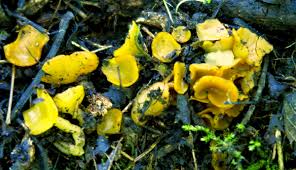 Attēlu rezultāti vaicājumam “Sowerbyella radiculata”