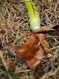 Attēlu rezultāti vaicājumam “Cimbex femoratus larva”