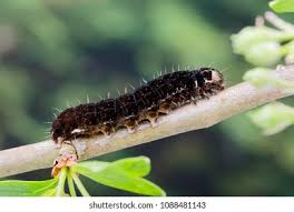 Attēlu rezultāti vaicājumam “Eupsilia transversa”