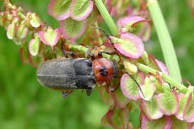 Attēlu rezultāti vaicājumam “Cantharis rustica imago”