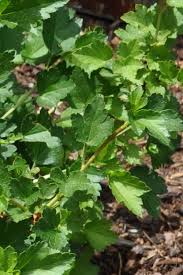 Attēlu rezultāti vaicājumam “Ribes alpinum leaf”